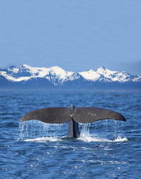 Seat Pad – Whale Tail – view 3