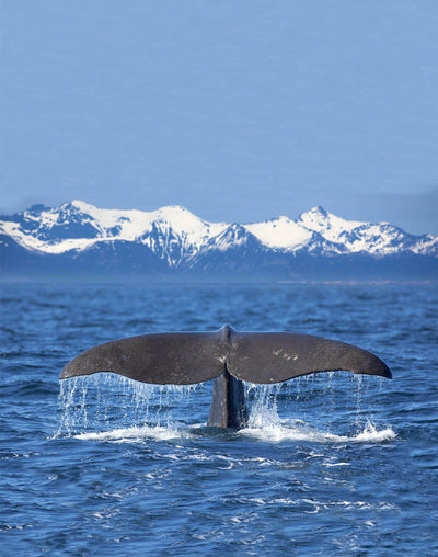 Seat Pad – Whale Tail – view 3